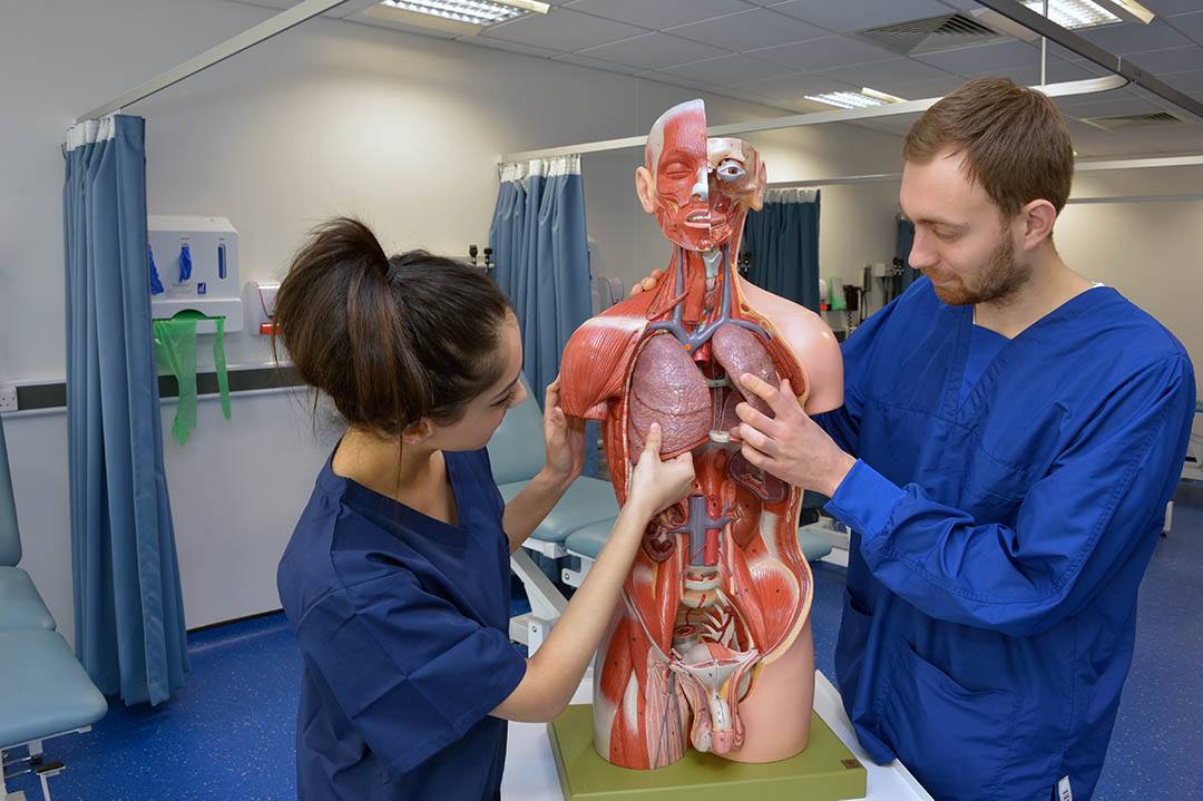 Students looking at an anatomy model in a Clinical Simulation Suite